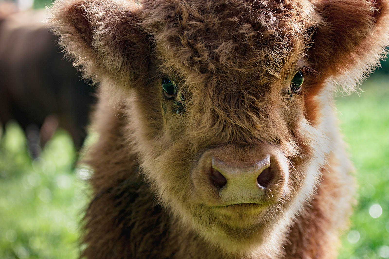 9 süße Tierbabys, die leben wollen