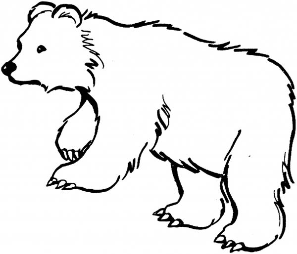 Black Bear is Hungry Coloring Page | Bear coloring pages, Coloring