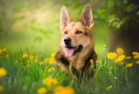 sommer hintergrundbilder tiere