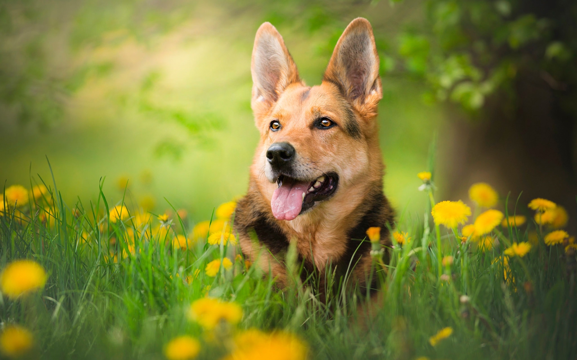 sommer hintergrundbilder tiere