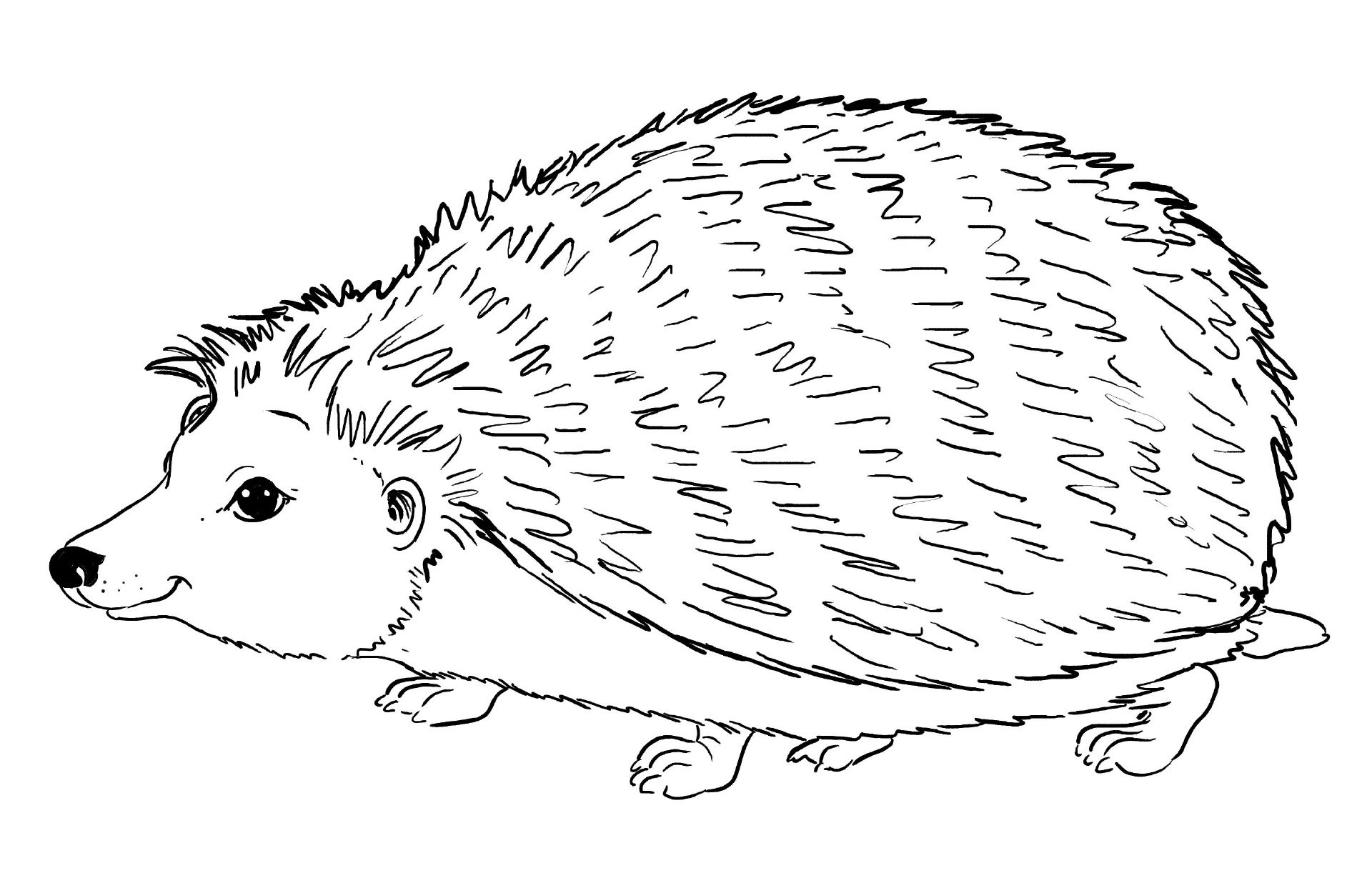 igel ausmalbild