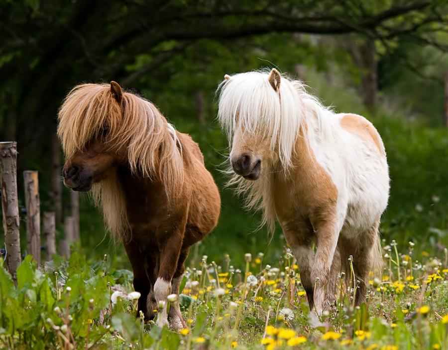 Pony ~ Animals Images