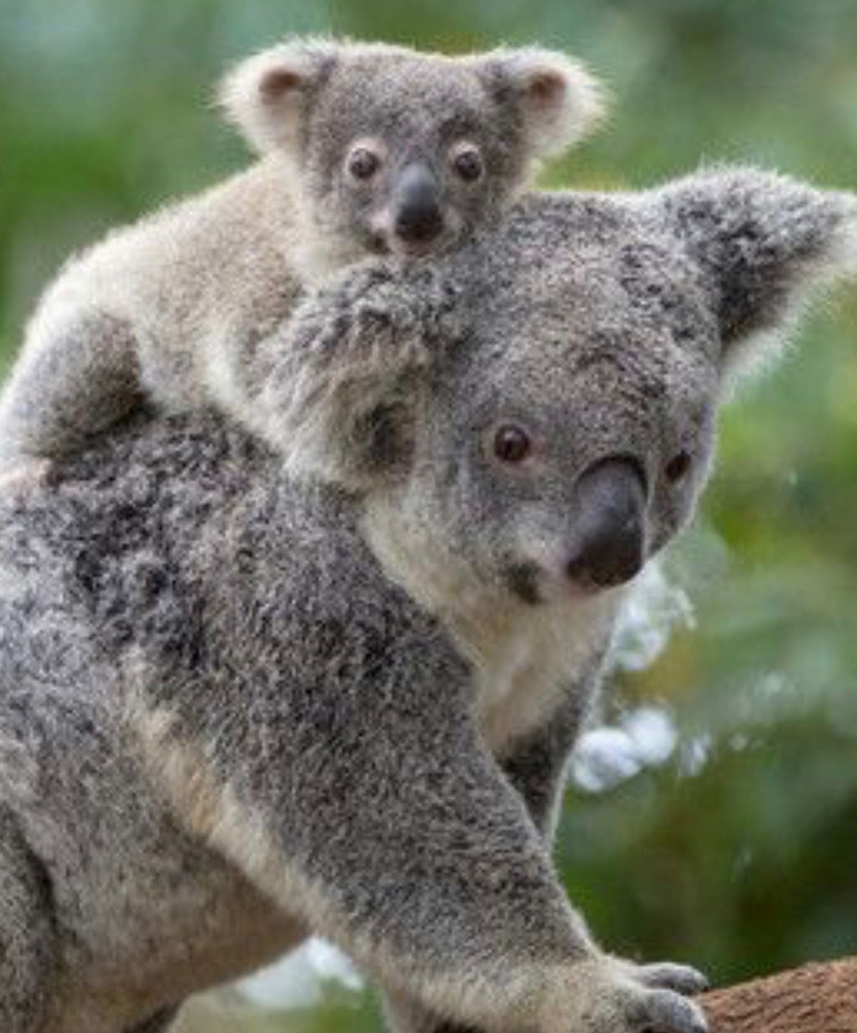 koala bilder