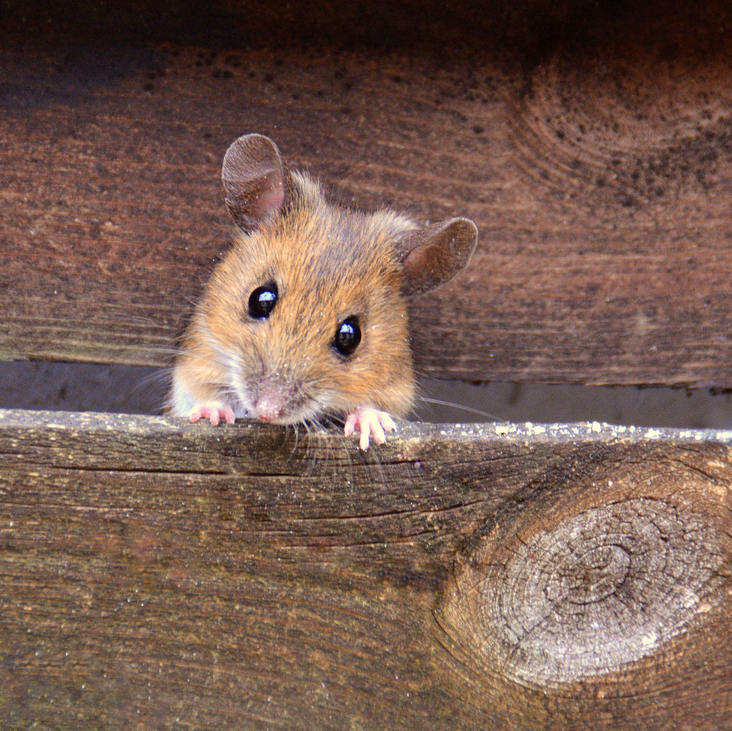 Bild mit Tierisches, Maus, Mäuse, mouse, mice, mäuschen, niedlich