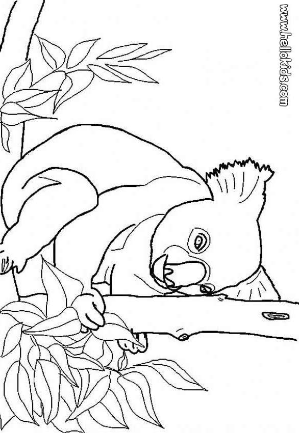 Koala zum ausmalen zum ausmalen - de.hellokids.com