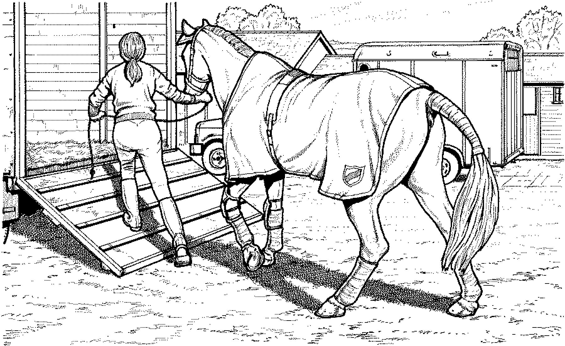 ausmalbilder pferde 11 | Horse coloring pages, Farm animal coloring