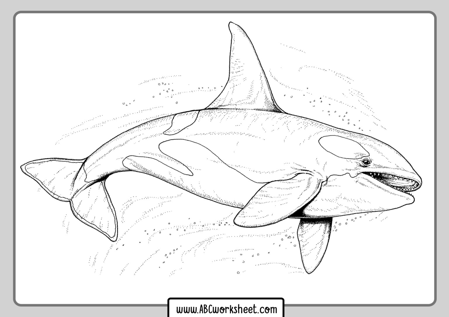 Orca Whale Coloring Pages Printable