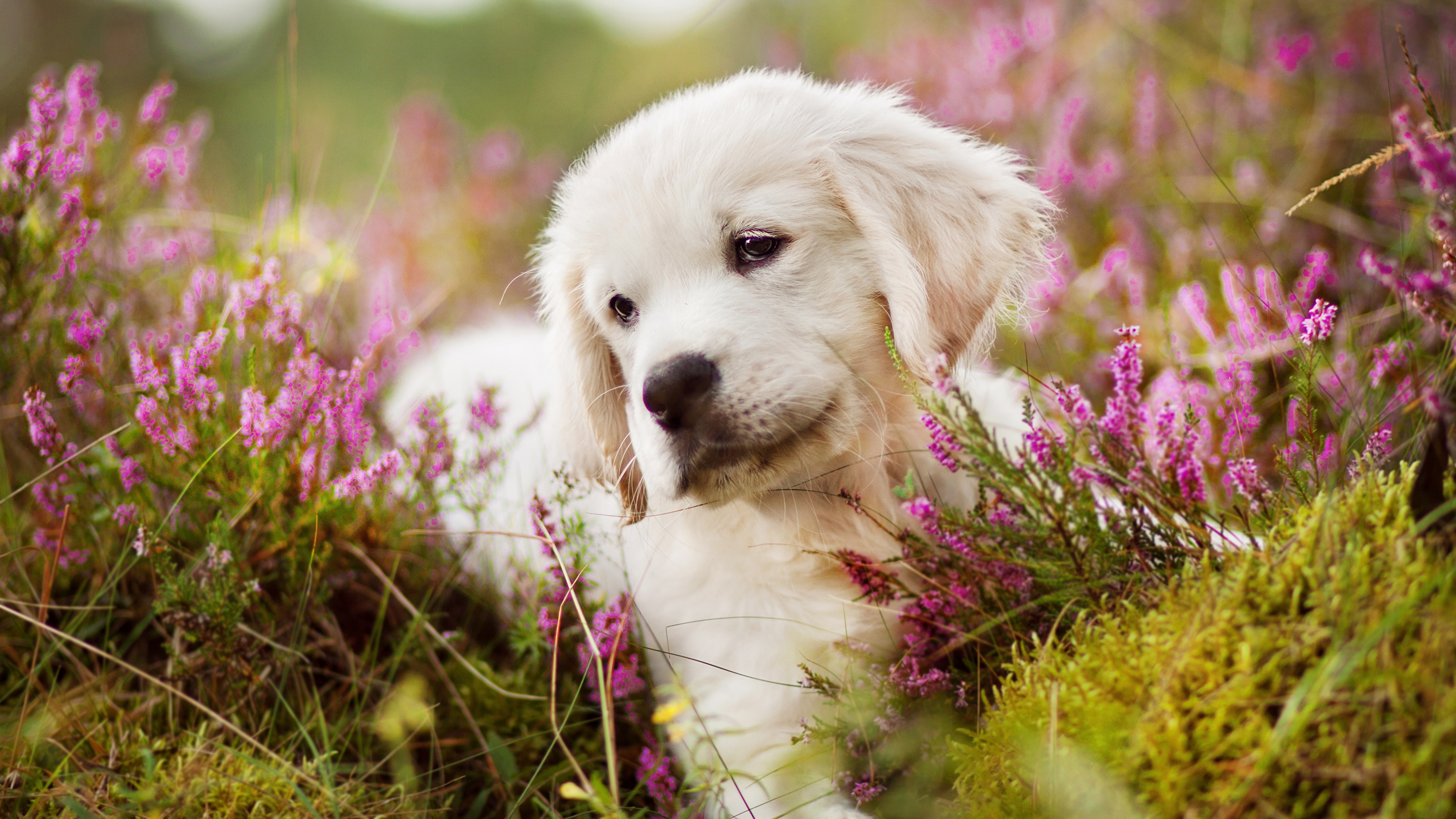 Desktop Hintergrundbilder Welpe Golden Retriever hund Gras 3840x2160