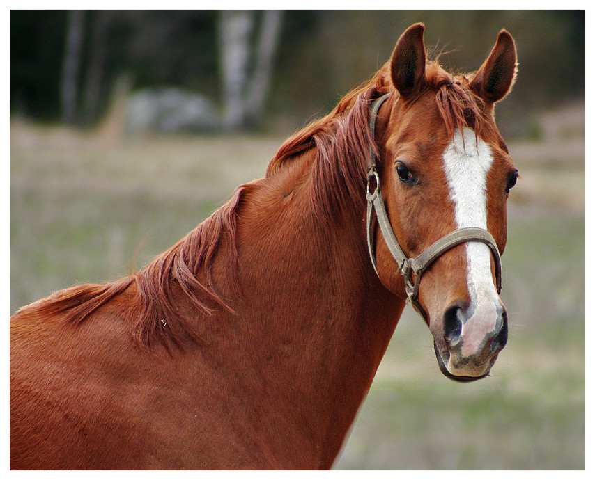 Schönes Pferd. Foto & Bild | tiere, haustiere, pferde, esel, maultiere