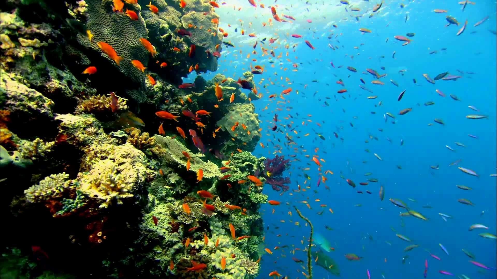 aquarium hintergrundbilder kostenlos