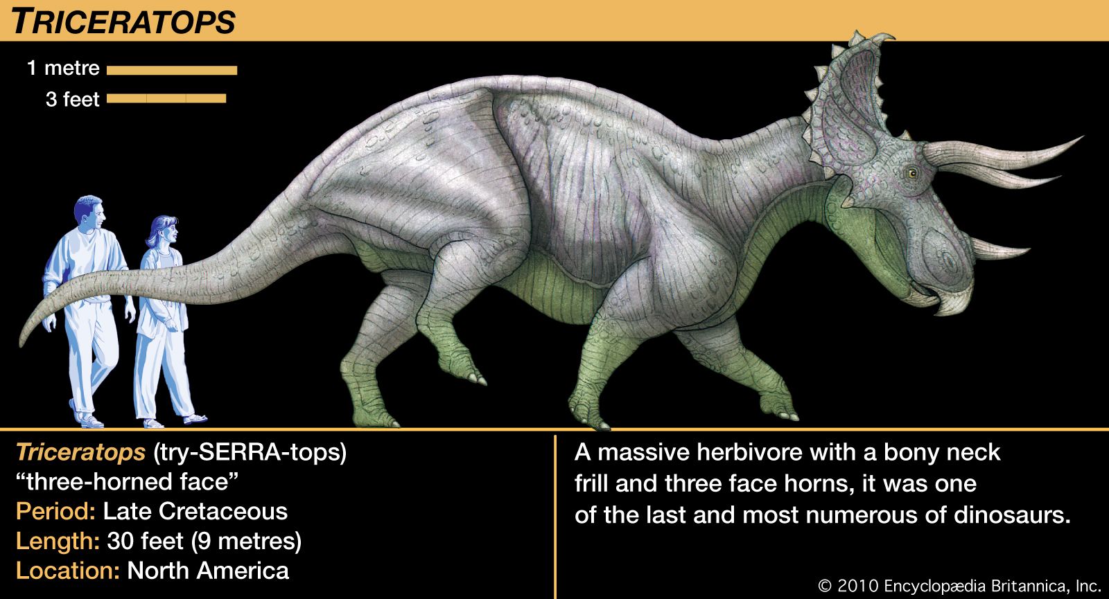 triceratops bild