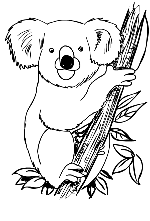 ausmalbild koala