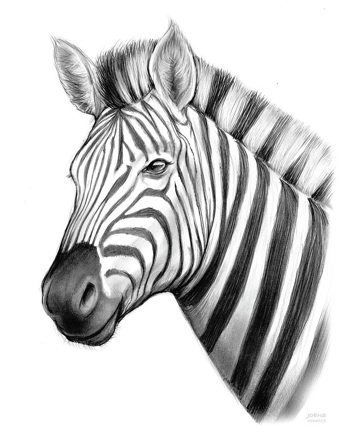 zebra zeichnungen