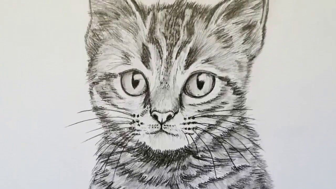 Katze zeichnen lernen für Anfänger | Tiere zeichnen | Animal drawings