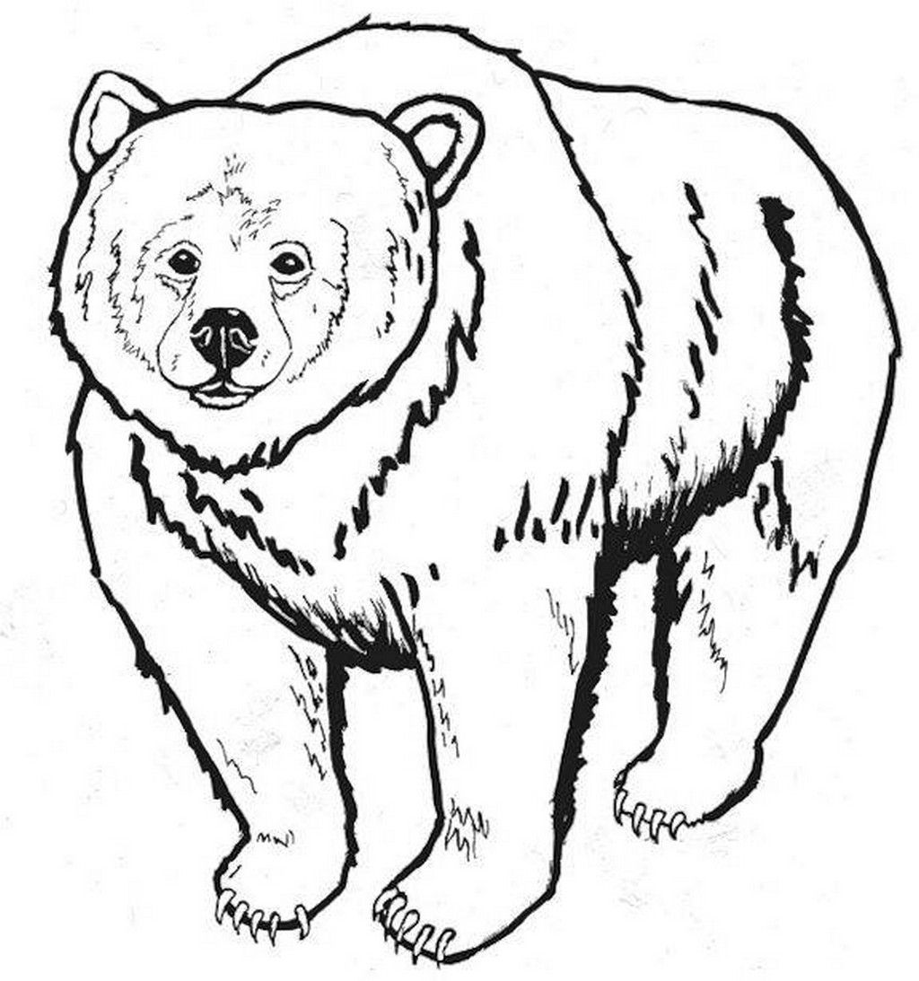 baeren ausmalbilder #ausmalbilder #baeren | Polar bear coloring page