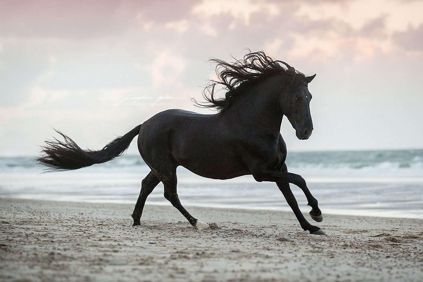 Horses | Fine Photography | Pferde fotografie, Pferdefotos, Pferde