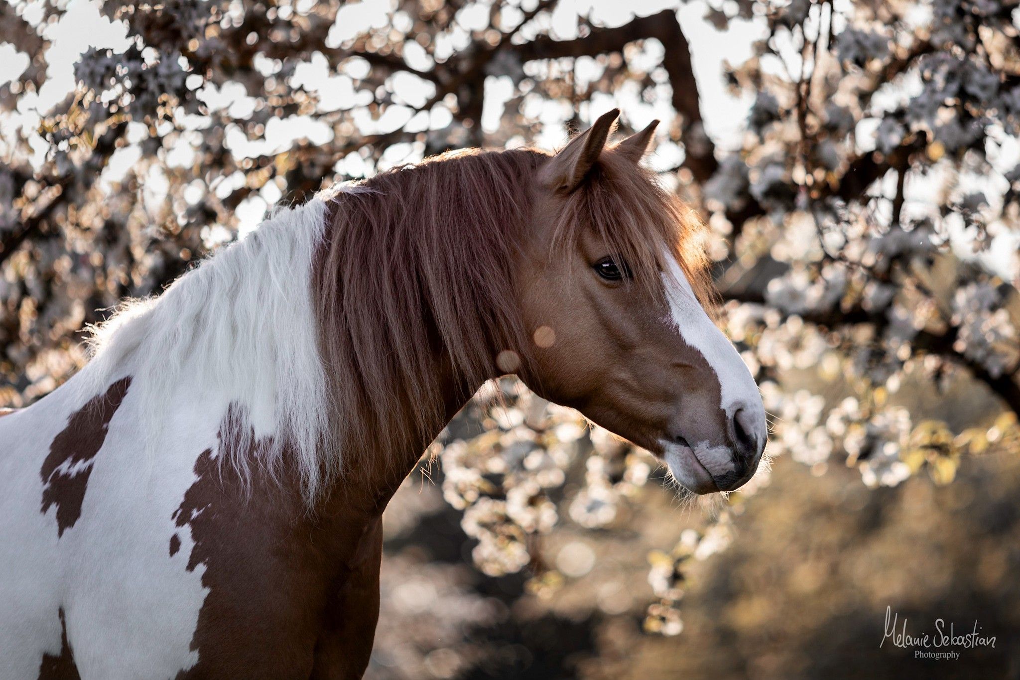 Pferdefotografie Bayern | München | Pferdefotograf | Tierfotograf | #