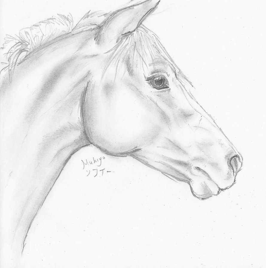 Horses | sketches | Pferde kopf zeichnen, Pferde zeichnen und Pferde