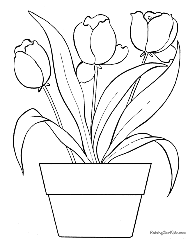 tulpe malvorlage