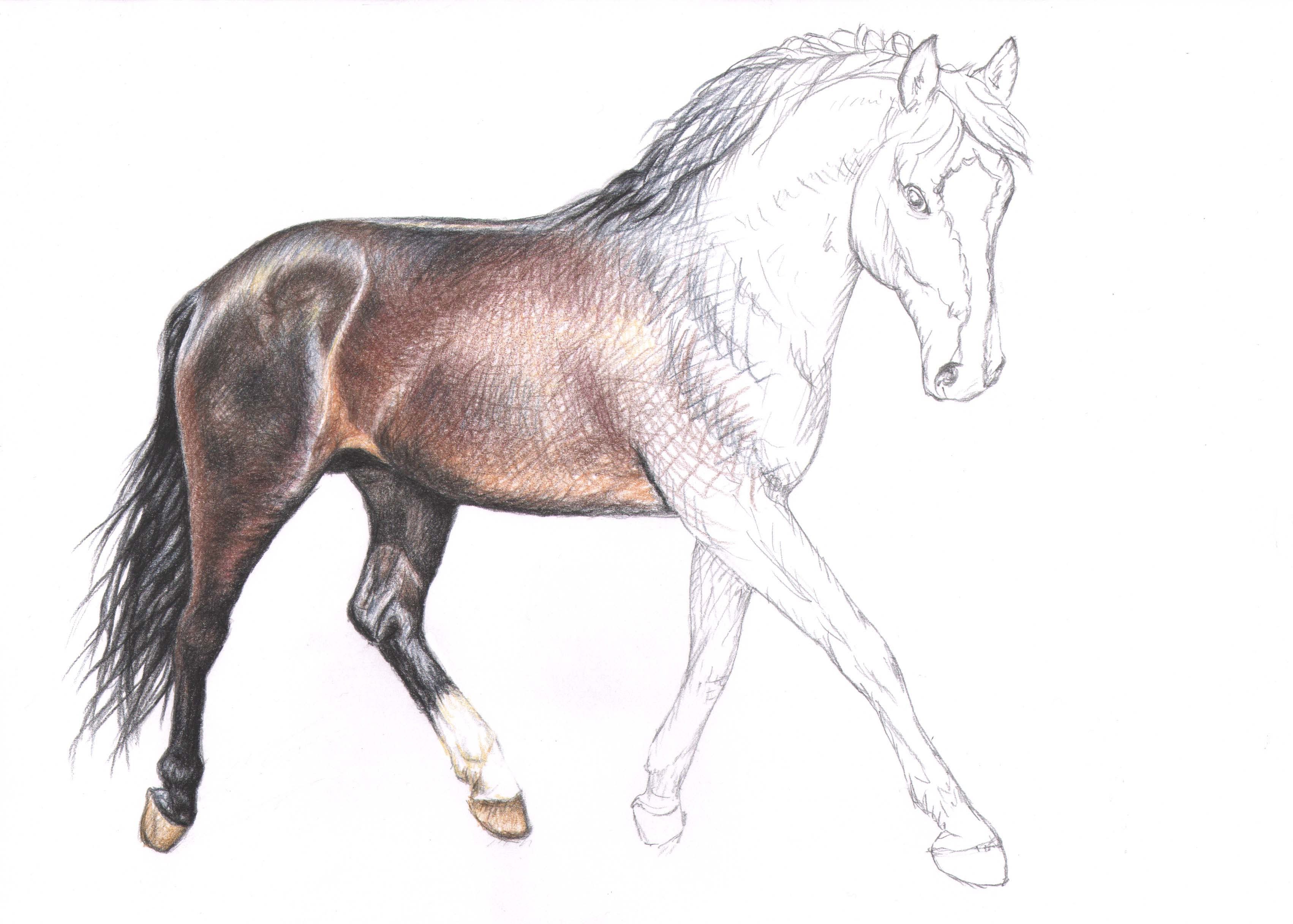 Wie zeichne ich ein Pferd - How to draw a horse | Tutorials | Pinterest