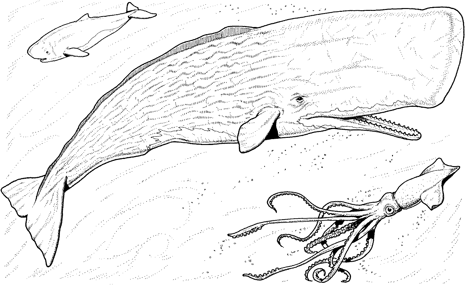 orca malvorlage