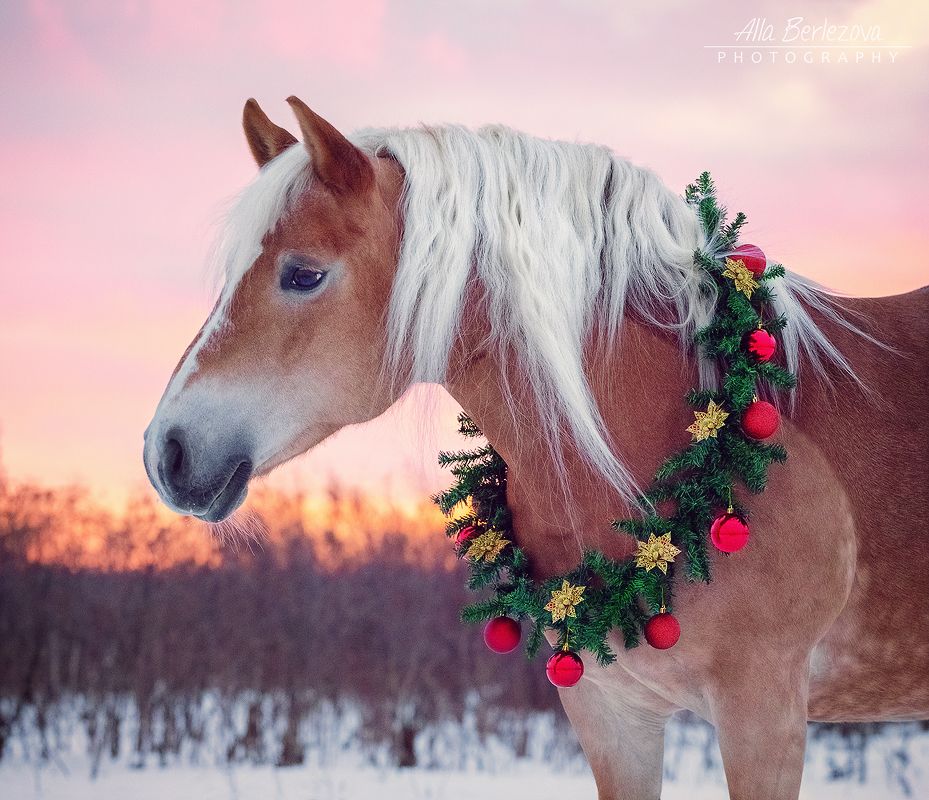 weihnachtsbilder pferde