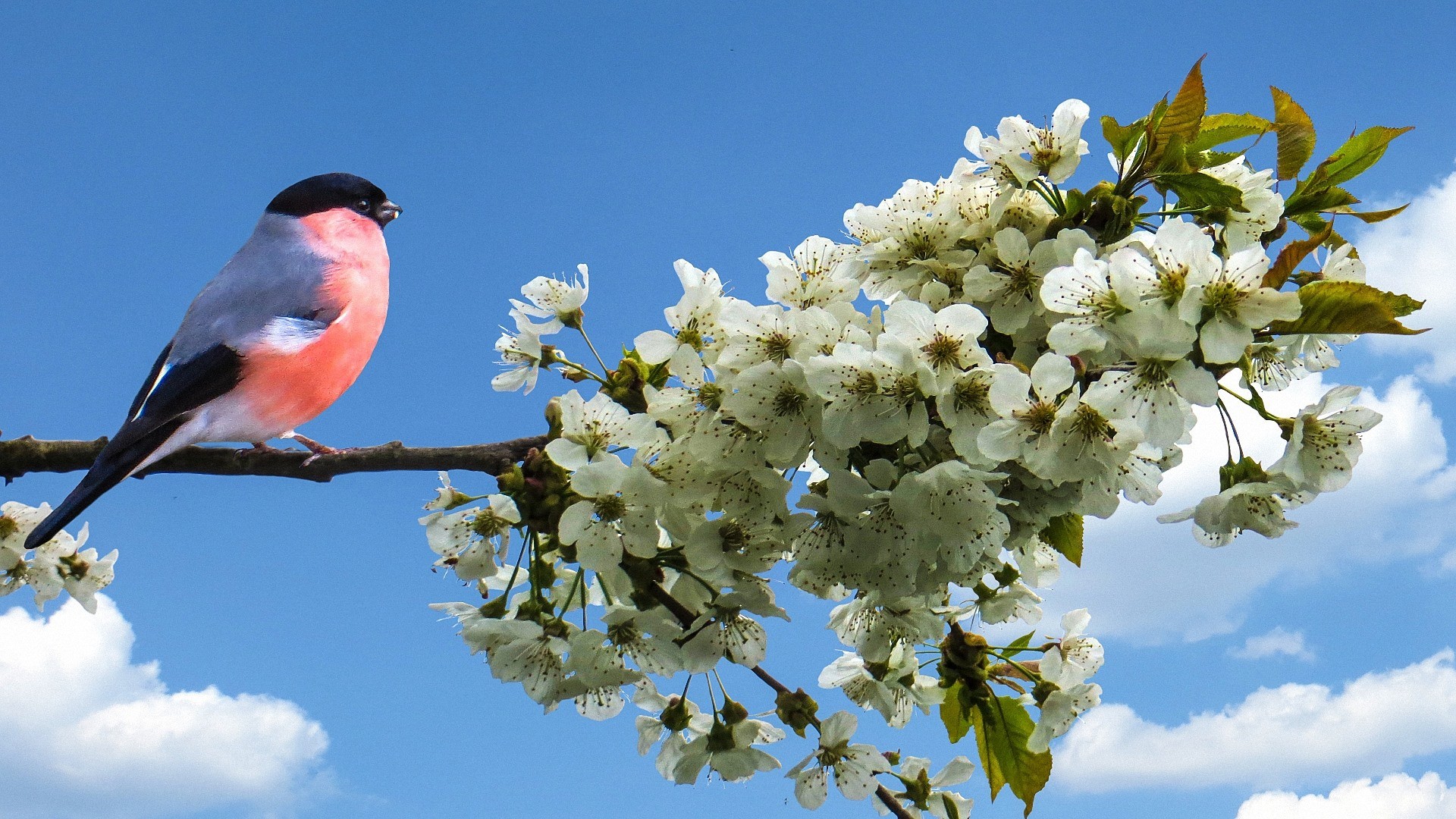 Die 90+ Besten Frühling Hintergrundbilder HD