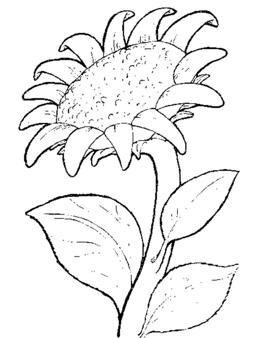 Sonnenblume Malvorlagen Kostenlos in 2020 | Blumen ausmalen