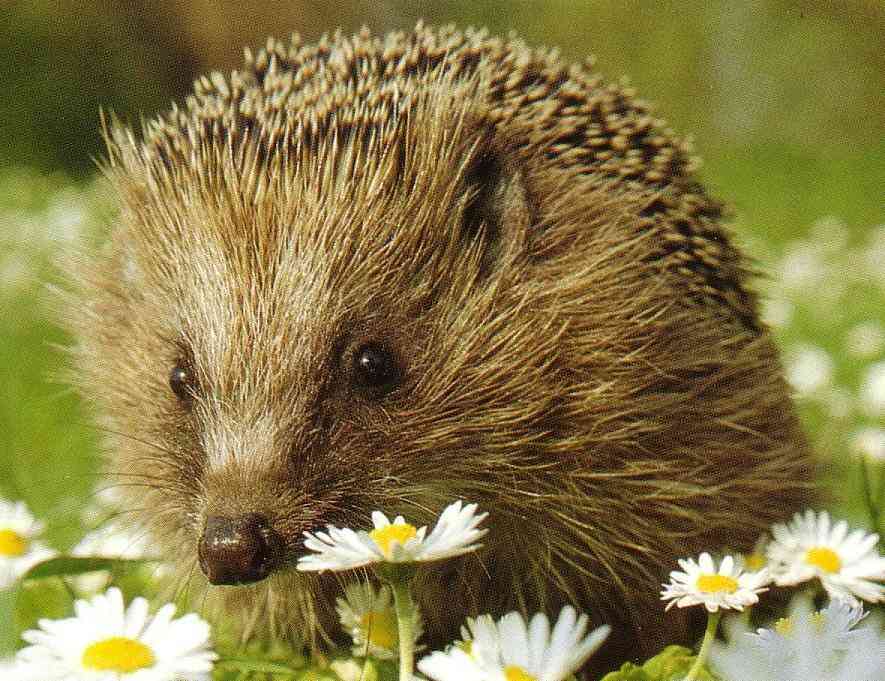 igel bilder kostenlos