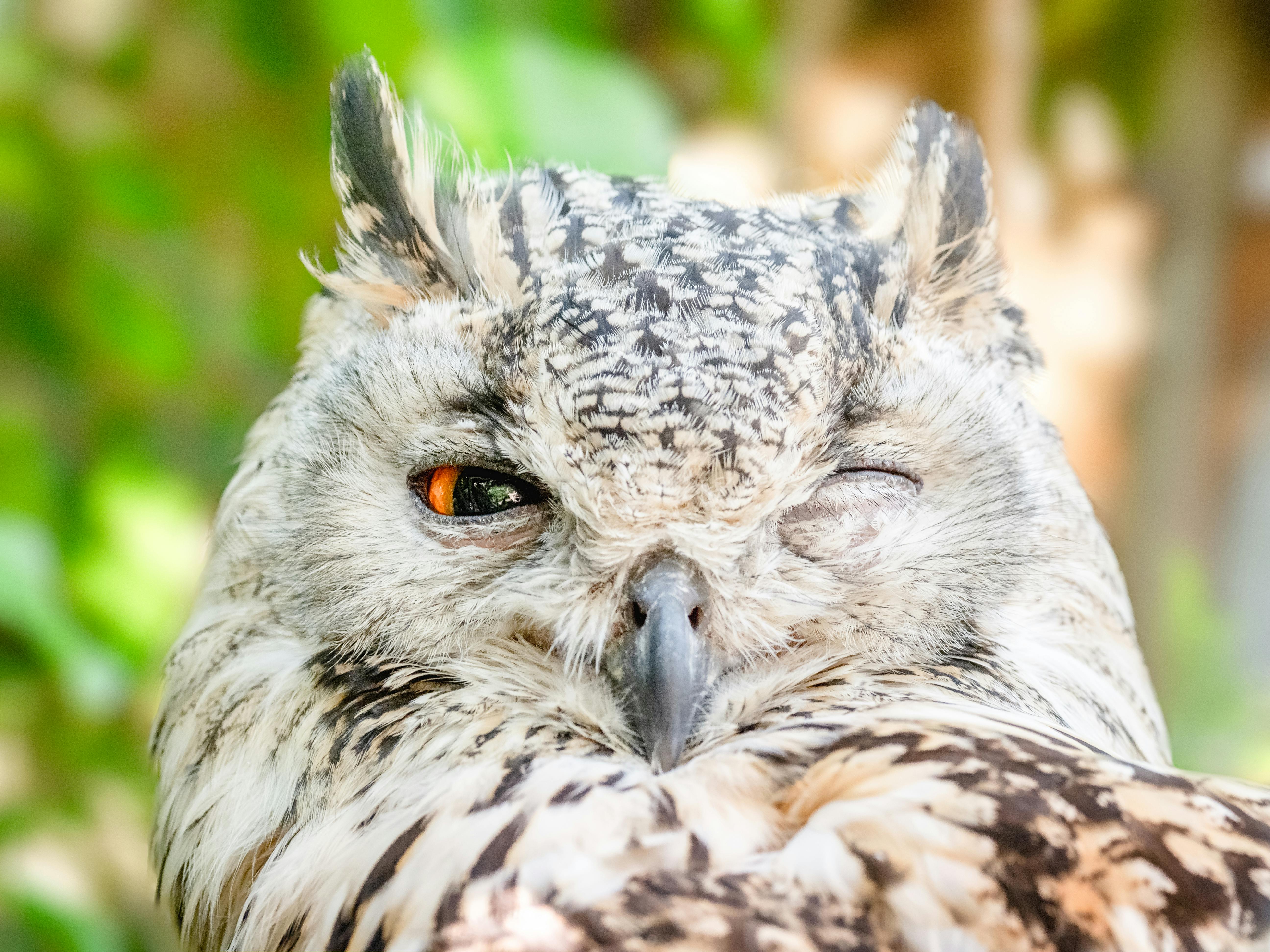 Nahaufnahmefoto Der Eule Mit Einem Offenen Auge · Kostenloses Stock Foto