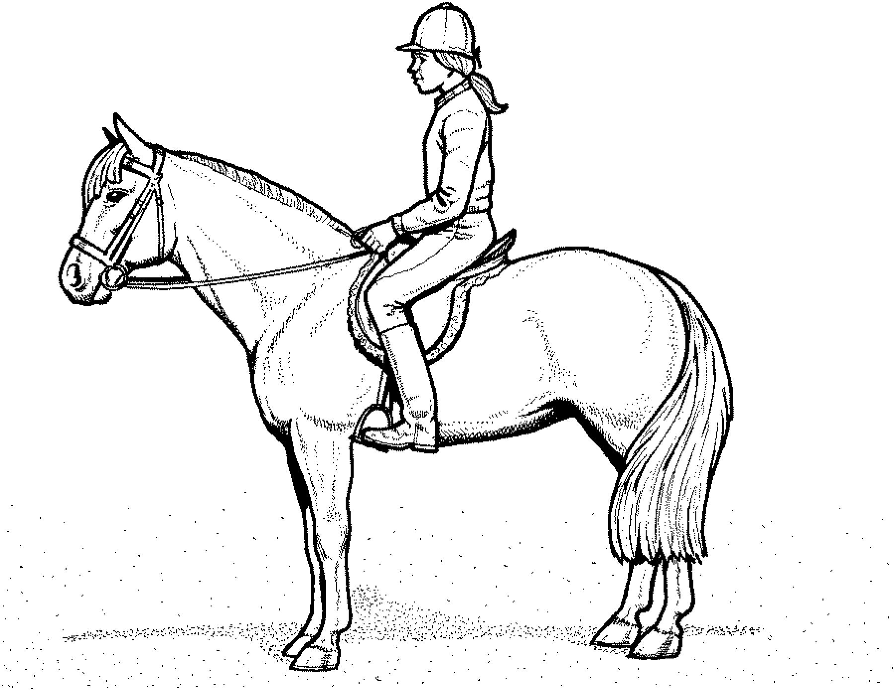 Ausmalbild Pferd | Horse rider, Animal coloring pages, Coloring pages