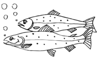 fisch ausmalbilder