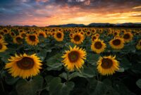 sonnenblumen bilder gratis