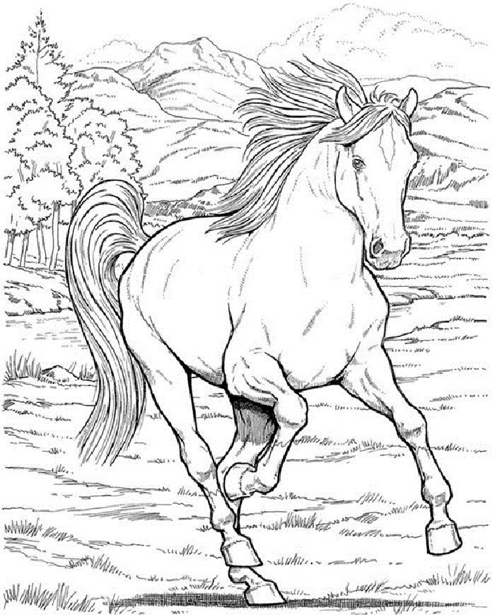 Ausmalbilder Echte Pferde | Horse coloring books, Horse coloring pages