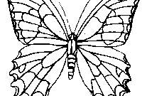 ausmalvorlagen schmetterling