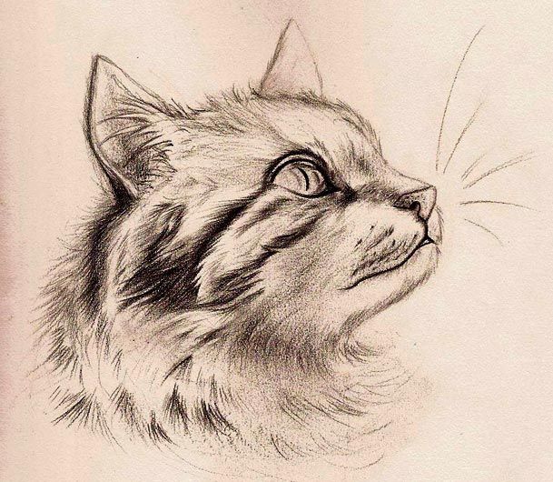 Épinglé par Hasan sur Drawing | Tete de chat dessin, Tutoriel dessin